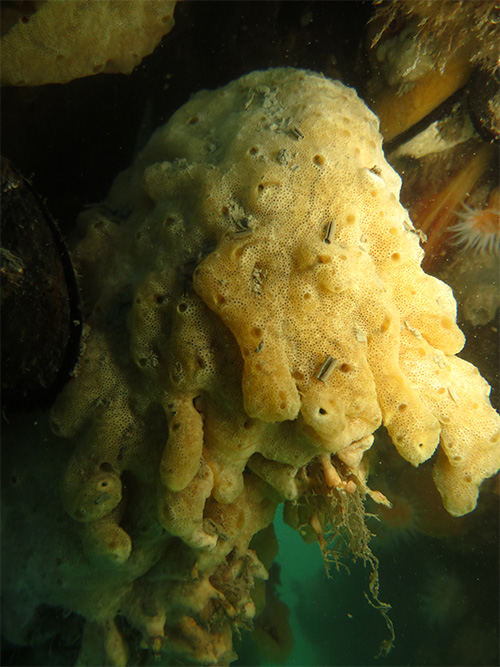 Image of carpet sea squirt