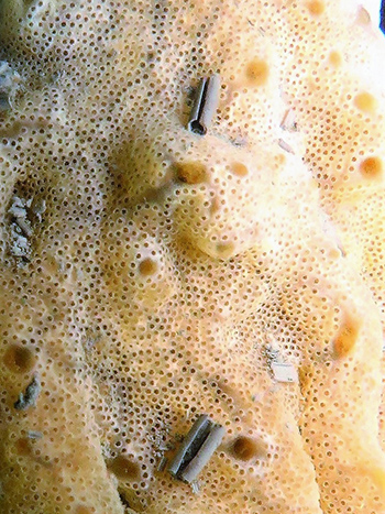 Close-up image of carpet sea squirt