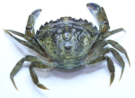 European shore crab (Carcinus maenas)