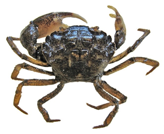 Harris' mud crab (Rhithropanopeus harrisii)