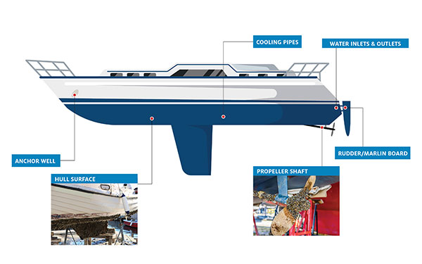 Biofouling prone areas of a moored boat: deck fittings; anchor well and anchor; cooling pipes; sewage and bilge tanks; water inlets and outlets; rudders and marlin board; propeller and shaft; keel; hull surface.