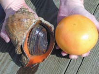 Rapa or veined whelk