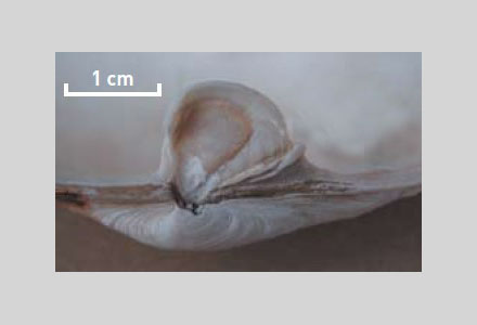 Soft shell or long-necked clam